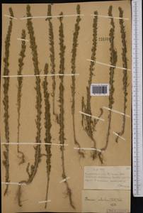 Sedobassia sedoides (Pall.) Freitag & G.Kadereit, Middle Asia, Muyunkumy, Balkhash & Betpak-Dala (M9) (Kazakhstan)