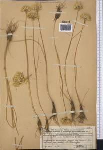 Allium lutescens Vved., Middle Asia, Western Tian Shan & Karatau (M3) (Kazakhstan)