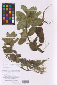 Veronica anagallis-aquatica L., Eastern Europe, Central region (E4) (Russia)