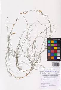 Astragalus pseudotataricus Boriss., Eastern Europe, Lower Volga region (E9) (Russia)