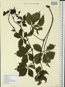 Parthenocissus inserta (A. Kern.) Fritsch, Eastern Europe, North-Western region (E2) (Russia)