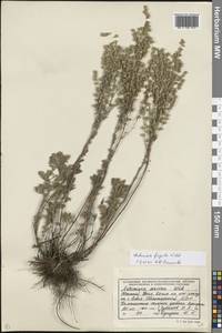Artemisia frigida Willd., Eastern Europe, Eastern region (E10) (Russia)
