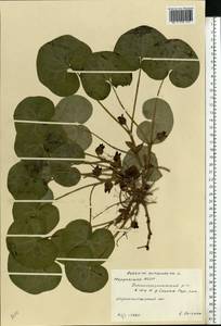Asarum europaeum L., Eastern Europe, Middle Volga region (E8) (Russia)