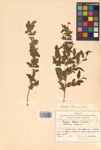 Spiraea flexuosa Fisch. ex Cambess., Siberia, Russian Far East (S6) (Russia)