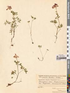 Corydalis buschii Nakai, Siberia, Russian Far East (S6) (Russia)