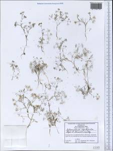 Psammogeton capillifolium (Regel & Schmalh.) Mousavi, Mozaff. & Zarre, Middle Asia, Western Tian Shan & Karatau (M3) (Tajikistan)