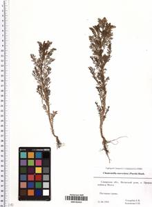 SMR001810, Matricaria discoidea DC., Eastern Europe, Middle Volga region (E8) (Russia)