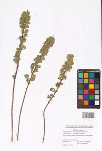Spiraea crenata L., Eastern Europe, Eastern region (E10) (Russia)