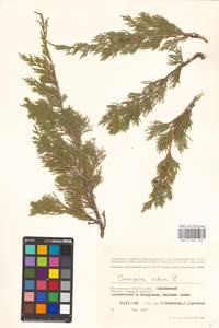 Juniperus sabina L., Eastern Europe, Lower Volga region (E9) (Russia)