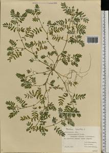 Tribulus terrestris L., Eastern Europe, Rostov Oblast (E12a) (Russia)