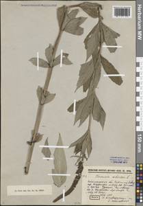 Veronicastrum sibiricum (L.) Pennell, Siberia, Baikal & Transbaikal region (S4) (Russia)