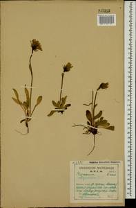 Hieracium alpinum L., Eastern Europe, Northern region (E1) (Russia)