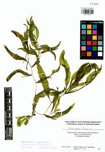 Potamogeton × angustifolius J.Presl, Siberia, Baikal & Transbaikal region (S4) (Russia)