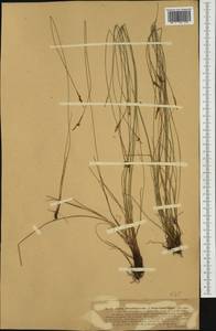 Carex davalliana Sm., Western Europe (EUR) (Germany)