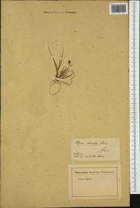 Carex bicolor Bellardi ex All., Western Europe (EUR)