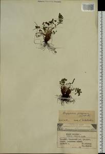 Dryopteris fragrans (L.) Schott, Siberia, Altai & Sayany Mountains (S2) (Russia)