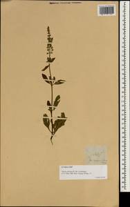 Salvia plebeia R.Br., South Asia, South Asia (Asia outside ex-Soviet states and Mongolia) (ASIA) (Philippines)