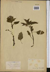 Nicandra physalodes (L.) Gaertn., Western Europe (EUR) (Not classified)