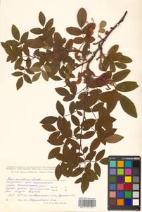 Rosa acicularis Lindl., Siberia, Russian Far East (S6) (Russia)