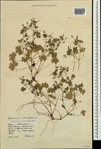 Geranium rotundifolium L., Crimea (KRYM) (Russia)