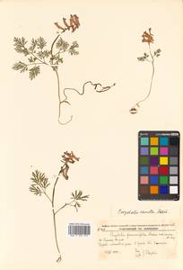Corydalis fumariifolia Maxim., Siberia, Russian Far East (S6) (Russia)