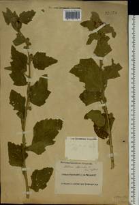 Althaea officinalis L., Eastern Europe, Lower Volga region (E9) (Russia)