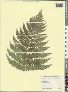 Dryopteris carthusiana (Vill.) H.P.Fuchs, Caucasus, Azerbaijan (K6) (Azerbaijan)