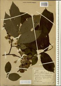 Ulmus glabra, Caucasus, North Ossetia, Ingushetia & Chechnya (K1c) (Russia)