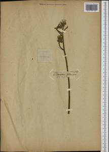 Sonchus palustris L., Western Europe (EUR) (Germany)