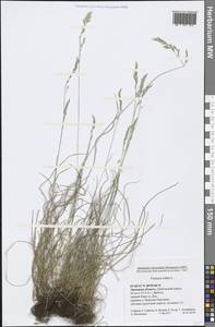 Festuca rubra L., Eastern Europe, Central forest-and-steppe region (E6) (Russia)