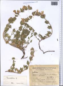Dracocephalum, Middle Asia, Pamir & Pamiro-Alai (M2) (Tajikistan)
