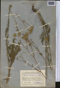 Hippomarathrum ledebourii (G.Don) J.H.Xue, Chepinoga & K.P.Ma, Middle Asia, Muyunkumy, Balkhash & Betpak-Dala (M9) (Kazakhstan)