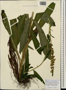 Digitalis ferruginea subsp. schischkinii (Ivanina) K. Werner, Caucasus, Krasnodar Krai & Adygea (K1a) (Russia)