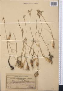 Allium margaritae B.Fedtsch., Middle Asia, Western Tian Shan & Karatau (M3) (Kazakhstan)