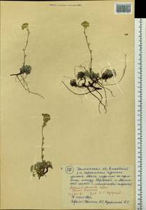 Artemisia glomerata Ledeb., Siberia, Chukotka & Kamchatka (S7) (Russia)