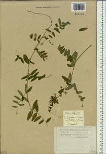 Vicia sepium L., Siberia, Western Siberia (S1) (Russia)