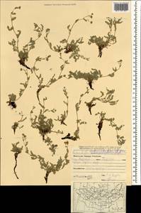 Sibbaldianthe imbricata (Kar. & Kir.) Mosyakin & Shiyan, Mongolia (MONG) (Mongolia)