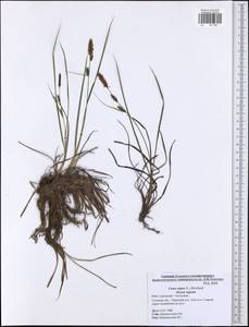 Carex nigra (L.) Reichard, Eastern Europe, Central region (E4) (Russia)