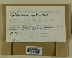 Hylocomium splendens (Hedw.) Schimp., Bryophytes, Bryophytes - Karelia, Leningrad & Murmansk Oblasts (B4) (Russia)