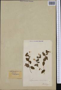 Lysimachia nemorum L., Western Europe (EUR) (Switzerland)
