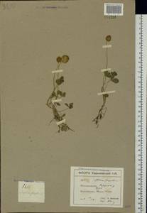 Trifolium fragiferum L., Eastern Europe, North Ukrainian region (E11) (Ukraine)