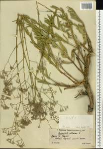 Gypsophila altissima L., Eastern Europe, Lower Volga region (E9) (Russia)