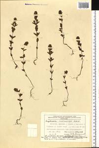 Euphrasia maximowiczii Wettst. ex Palibin, Siberia, Chukotka & Kamchatka (S7) (Russia)