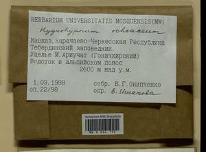 Hygrohypnella ochracea (Turner ex Wilson) Ignatov & Ignatova, Bryophytes, Bryophytes - North Caucasus & Ciscaucasia (B12) (Russia)