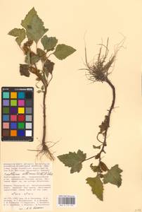 Xanthium orientale var. albinum (Widder) Adema & M. T. Jansen, Eastern Europe, Lower Volga region (E9) (Russia)
