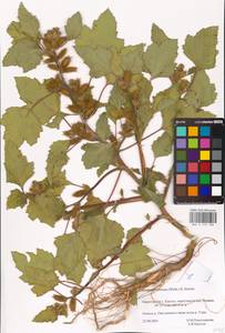 Xanthium orientale var. albinum (Widd.) Adema & M. T. Jansen, Eastern Europe, Central region (E4) (Russia)