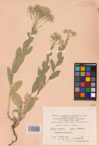 Lepidium draba L., Eastern Europe, North Ukrainian region (E11) (Ukraine)