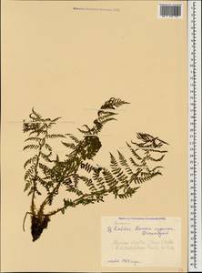 Pseudathyrium alpestre subsp. alpestre, Caucasus, Stavropol Krai, Karachay-Cherkessia & Kabardino-Balkaria (K1b) (Russia)
