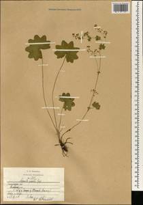 Alchemilla micans Buser, Eastern Europe, North-Western region (E2) (Russia)