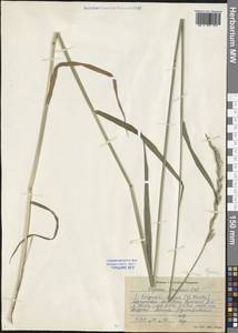 Elymus, Siberia, Baikal & Transbaikal region (S4) (Russia)
